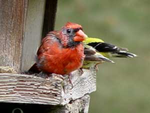 Renewed cardinal