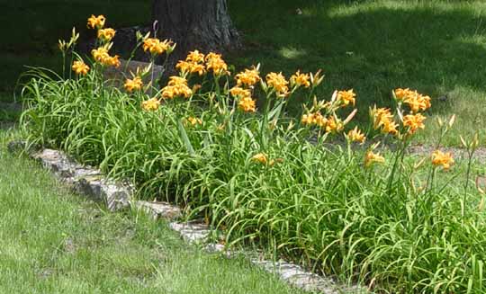 Daylilies