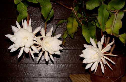 Night-Blooming Cereus