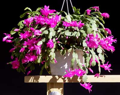 Christmas cactus