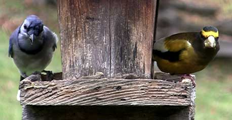 Bluejay and Grosbeak