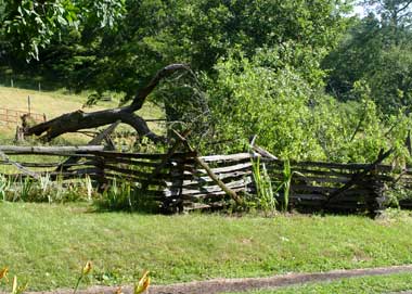 Apple tree