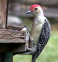 Red-bellied Woodpecker