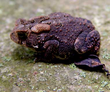 Toad