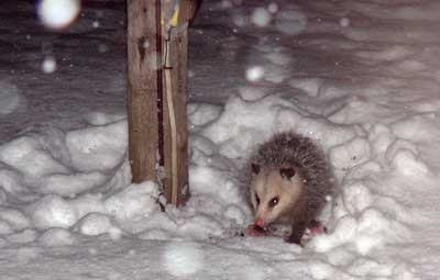 Opossum