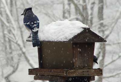 Bluejay