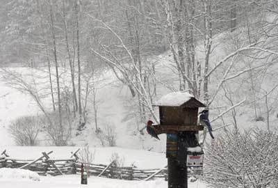 Woodpecker and bluejay