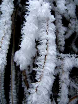 hoarfrost