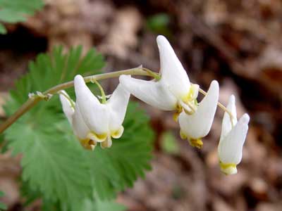 Dutchman's Breeches