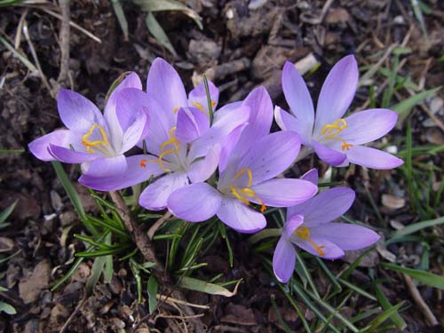 Crocus