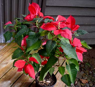 Poinsettia