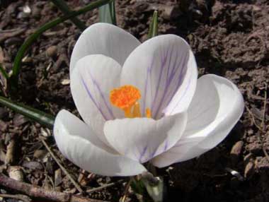 Crocus