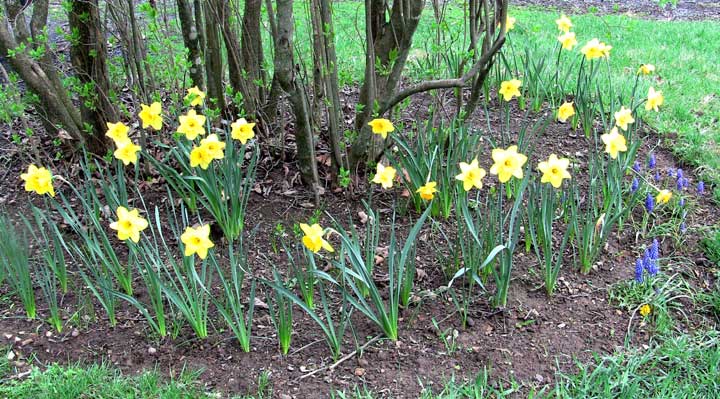 Daffodils