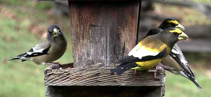 Evening Grosbeaks