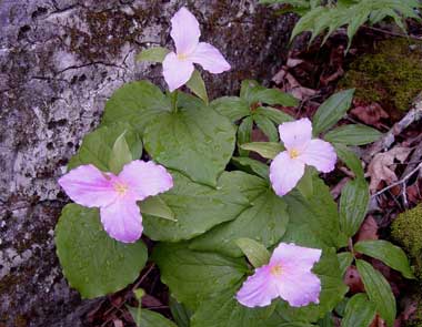 Trillium