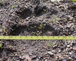 Bear track