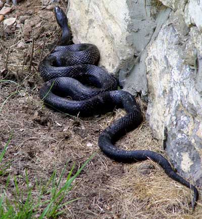 Blacksnake