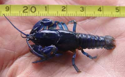 Crayfish