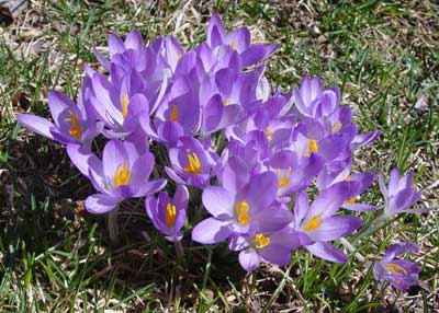 Crocus