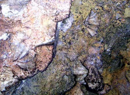 Brachiopods