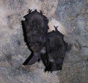 Bats