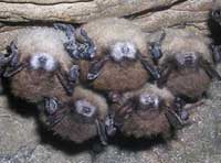 Bats