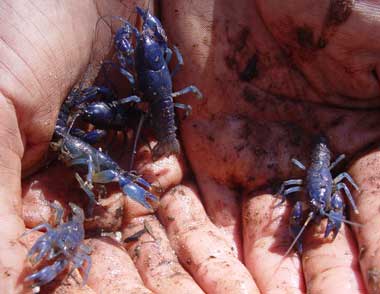 Crayfish