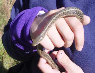 Snake