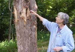 Char at bear tree