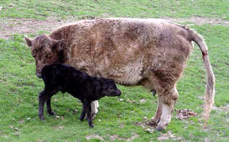 Belle and Betsy