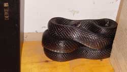 blacksnake in