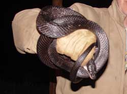 blacksnake out