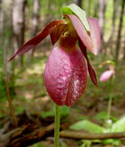 lady's slipper