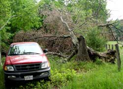 Fallen tree