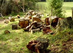 Firewood